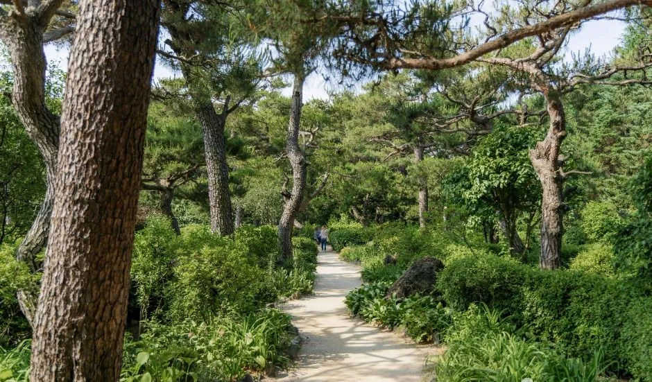 소나무 사이로 난 흙길 산책로와 양옆 초록 식물
