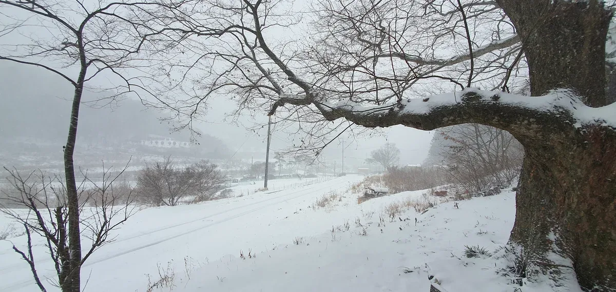 눈 덮인 둑길과 가지에 눈이 쌓인 고목이 보이는 겨울 마을 풍경