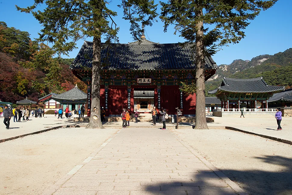 법주사 천왕문, 전나무 두 그루 사이로 참배객들이 오가는 모습, 뒤로 팔상전 처마가 보인다