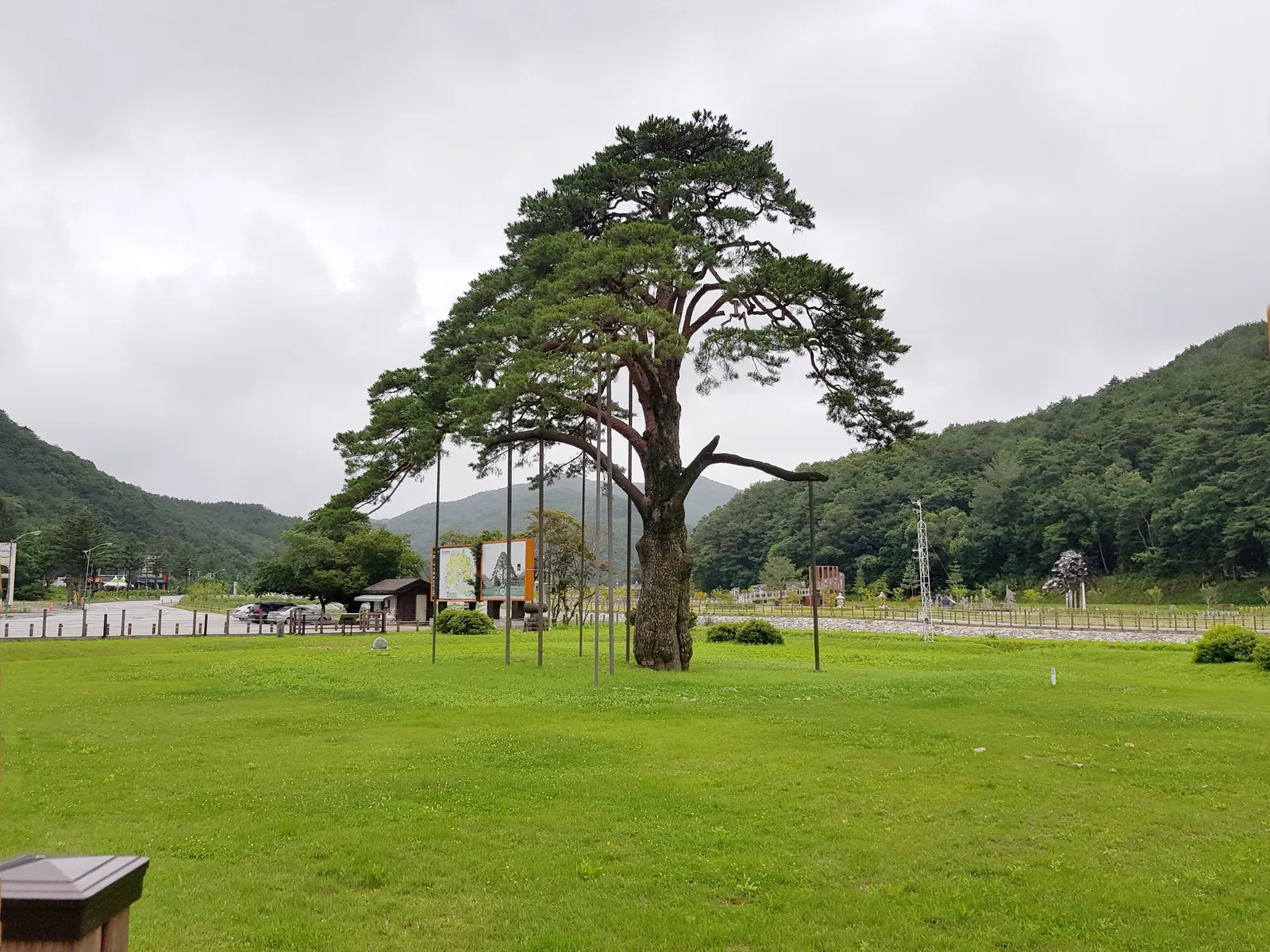 충북 보은 속리산 법주사 입구 잔디밭에 홀로 서 있는 정이품송, 줄기를 여러 개의 쇠기둥이 받치고 있다