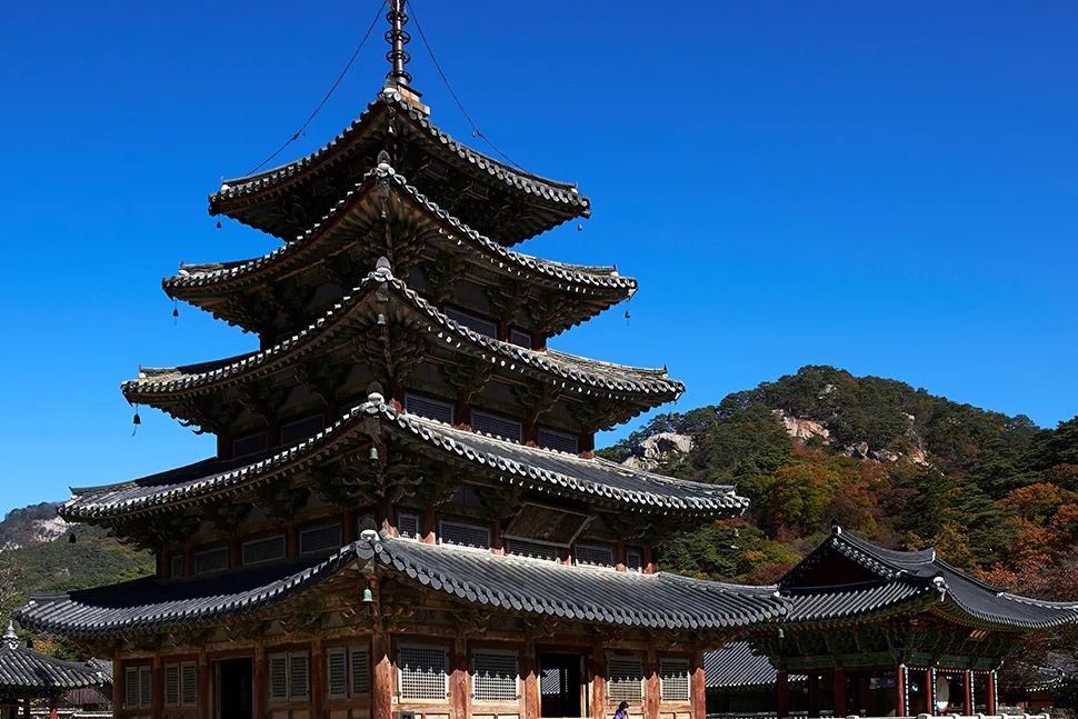 "가마가 걸리겠다" 하니 가지가 절로 들렸다… 정2품 벼슬 받은 소나무를 아시나요
