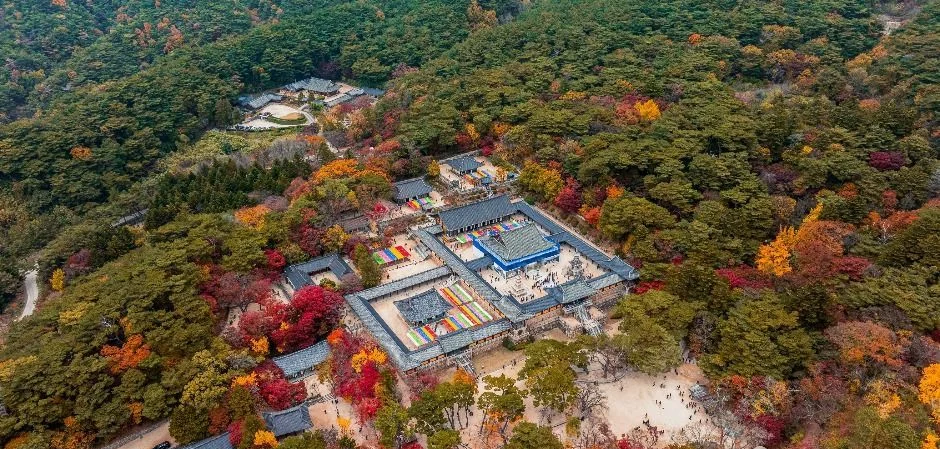 단풍이 섞인 숲에 둘러싸인 불국사 전각 지붕과 마당