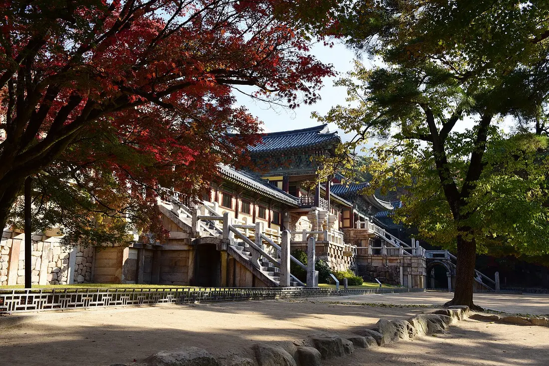 붉게 물든 단풍나무 너머로 불국사 전각과 계단이 보이는 모습