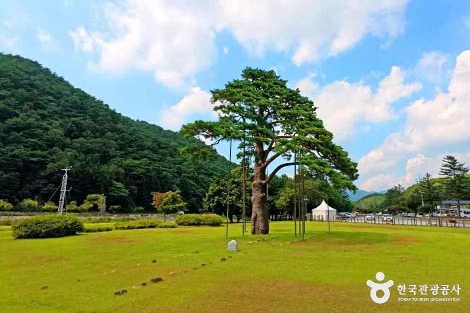 산자락을 배경으로 넓은 잔디밭에 서 있는 정이품송