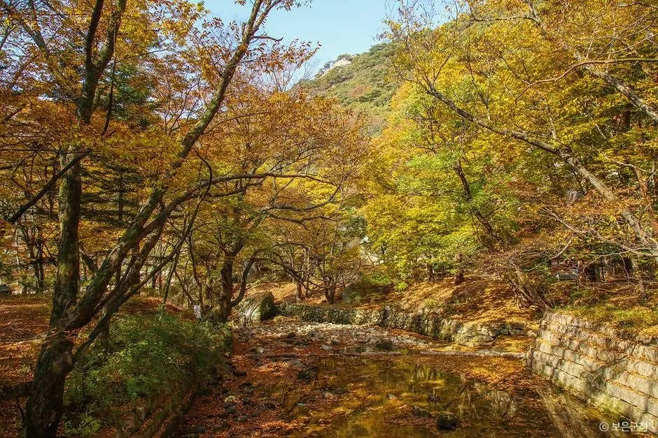 노랗게 물든 나무가 이어진 계곡 길
