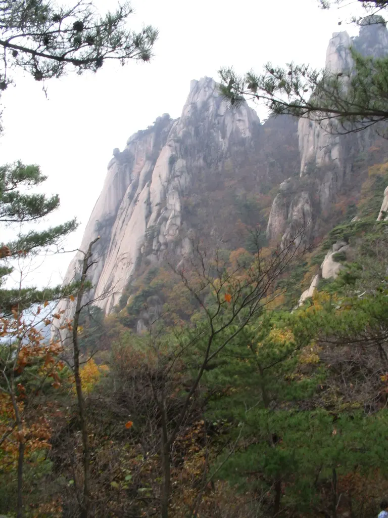 붉은 잎이 든 암벽 옆 숲
