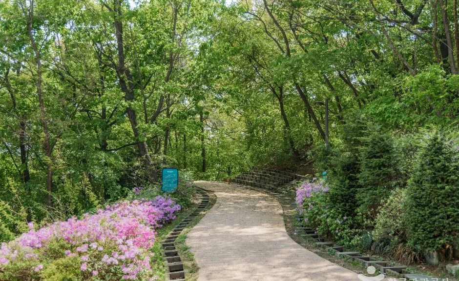 꽃이 핀 숲길 산책로