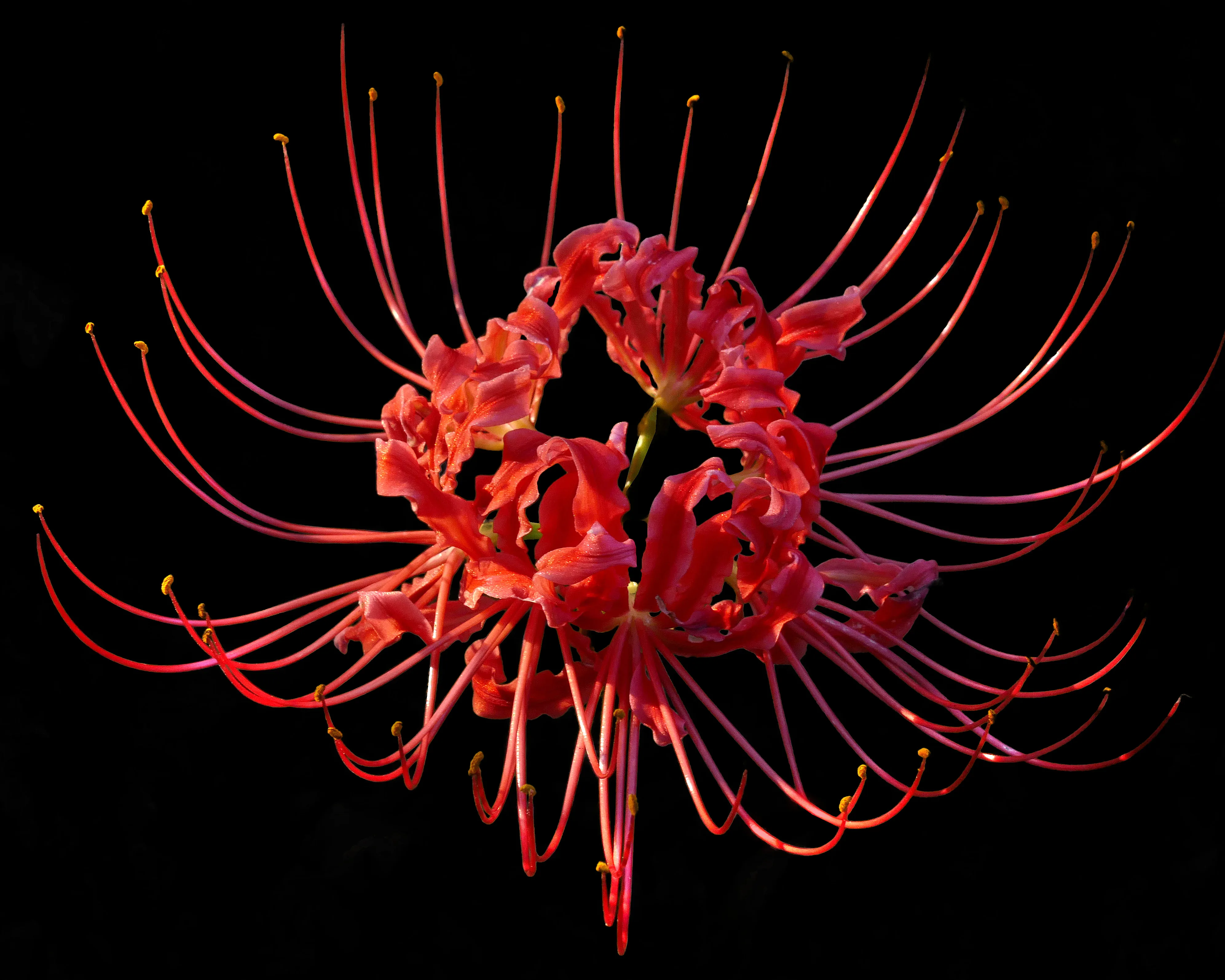 붉은 꽃잎과 길게 뻗은 꽃술이 특징인 꽃무릇(Lycoris radiata) 클로즈업