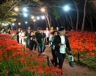 야간 조명이 켜진 불갑사 산책로를 걷는 방문객들과 꽃무릇 군락