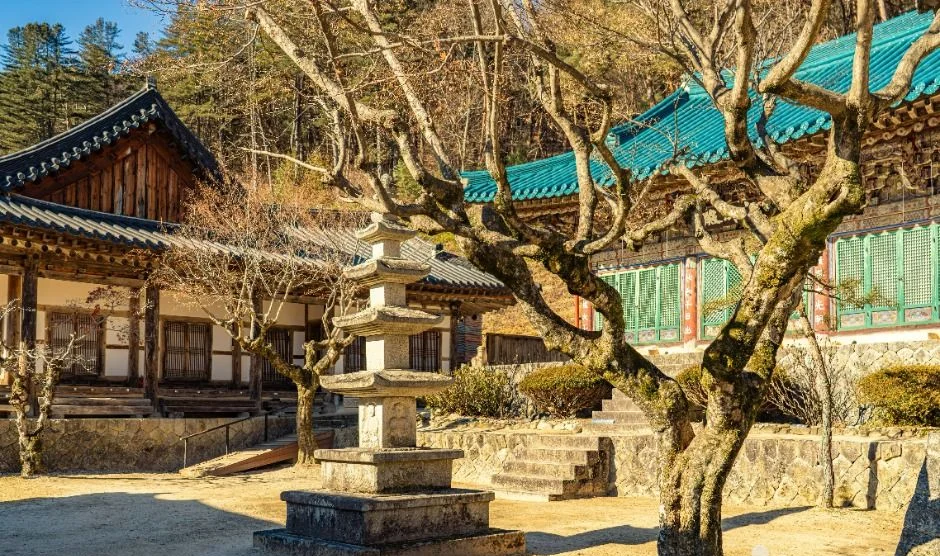 고목 옆에 작은 돌탑이 서 있고 한옥 전각이 이어진 청암사 경내