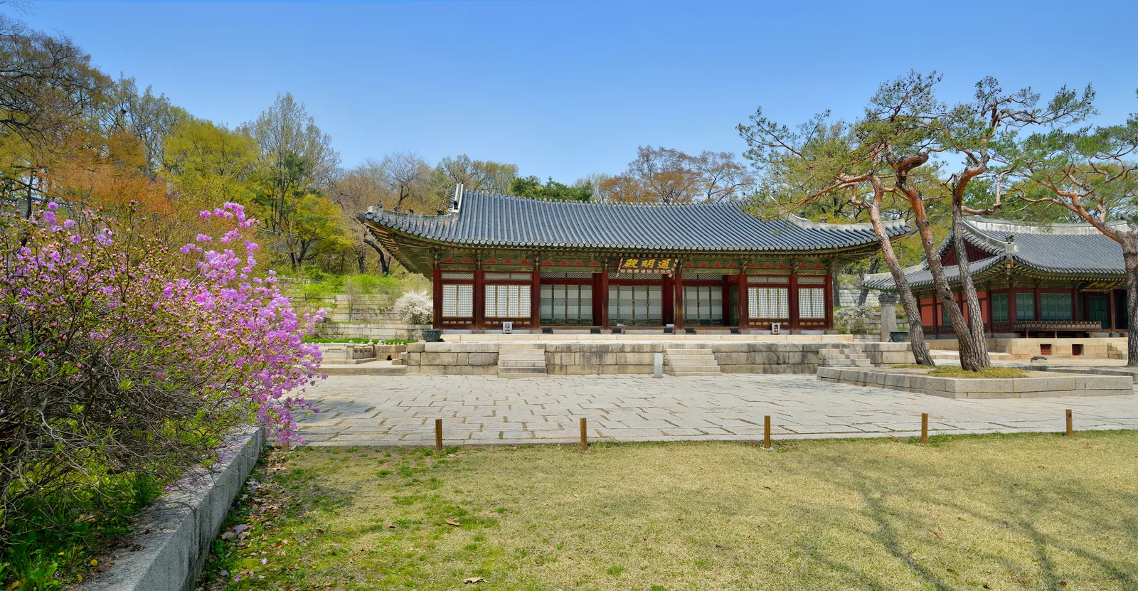 봄꽃이 핀 창경궁 통명전 전경