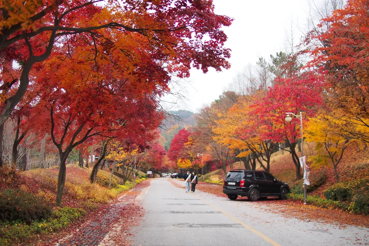 붉은 단풍이 양옆에서 드리워진 청남대 경내의 포장 산책도로와 걷는 사람들