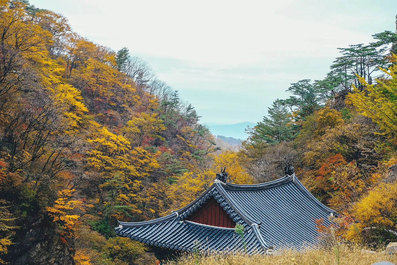 "단풍 터널 끝에 천년 고찰이 있다"… 원주 치악산 구룡사 단풍길, 비로봉까지 이어지다
