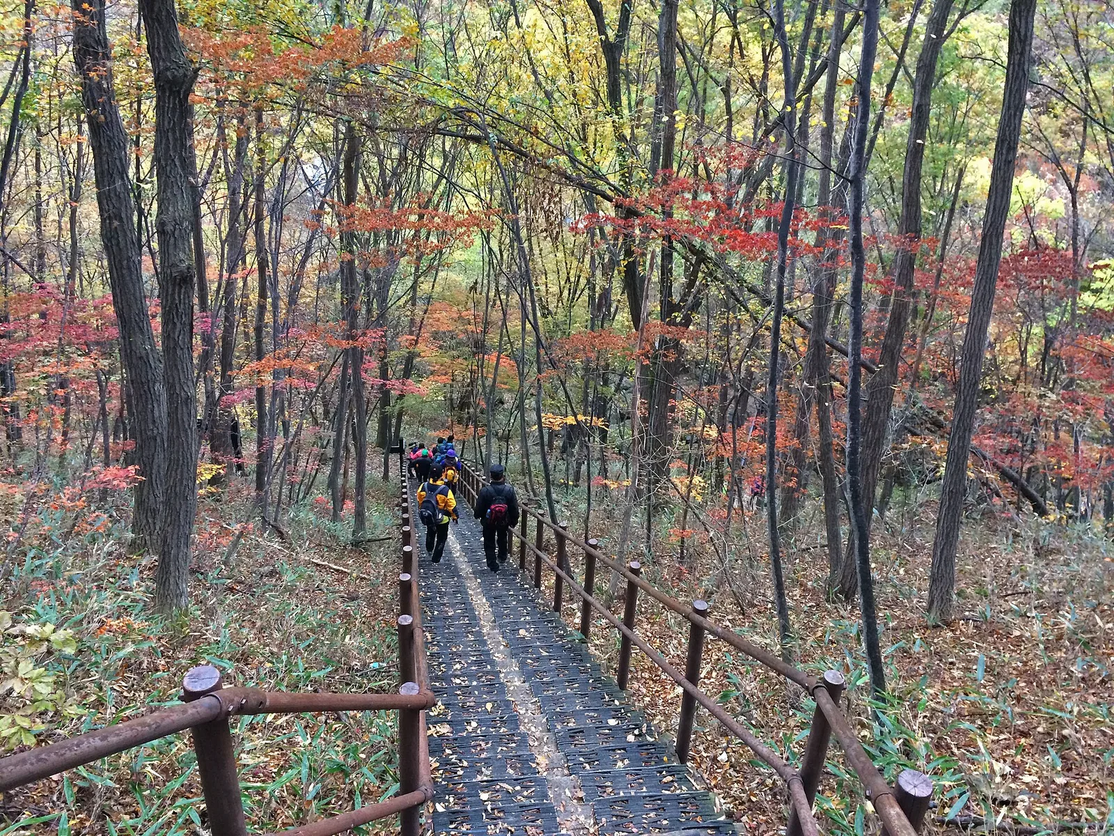 치악산 나무 계단 등산로, 단풍이 물든 숲 사이로 등산객들이 내려오는 모습