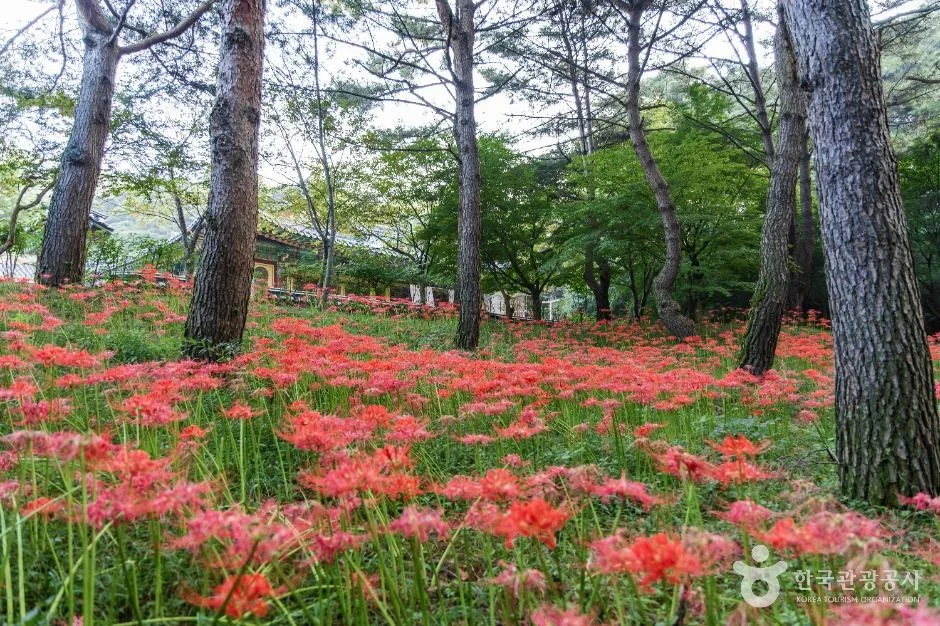 소나무 숲 바닥에 붉은 꽃이 군락으로 핀 풍경