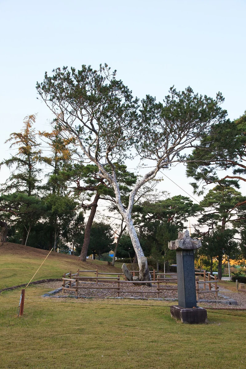 잔디밭 한가운데 선 키 큰 나무와 석물