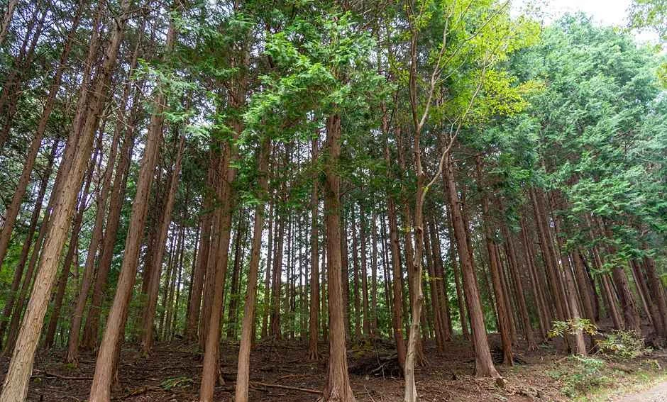 경사면을 따라 곧게 뻗은 나무가 빽빽한 숲