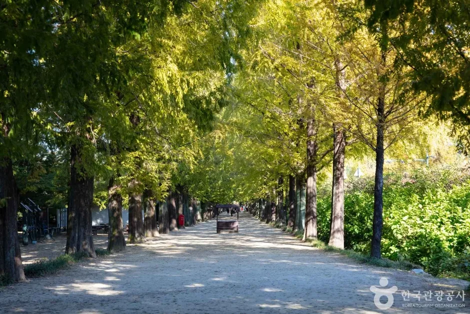 "차로는 지나갈 수 없습니다"… 담양 메타세쿼이아길의 반전