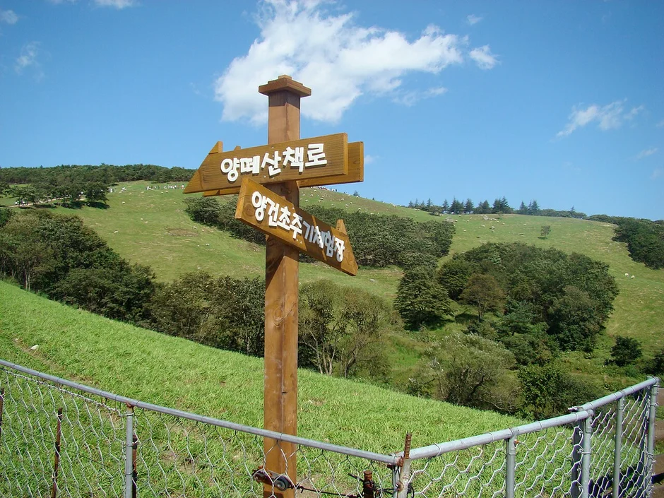 '양떼산책로' 방향이 적힌 나무 이정표와 철망 울타리 너머로 펼쳐진 초지