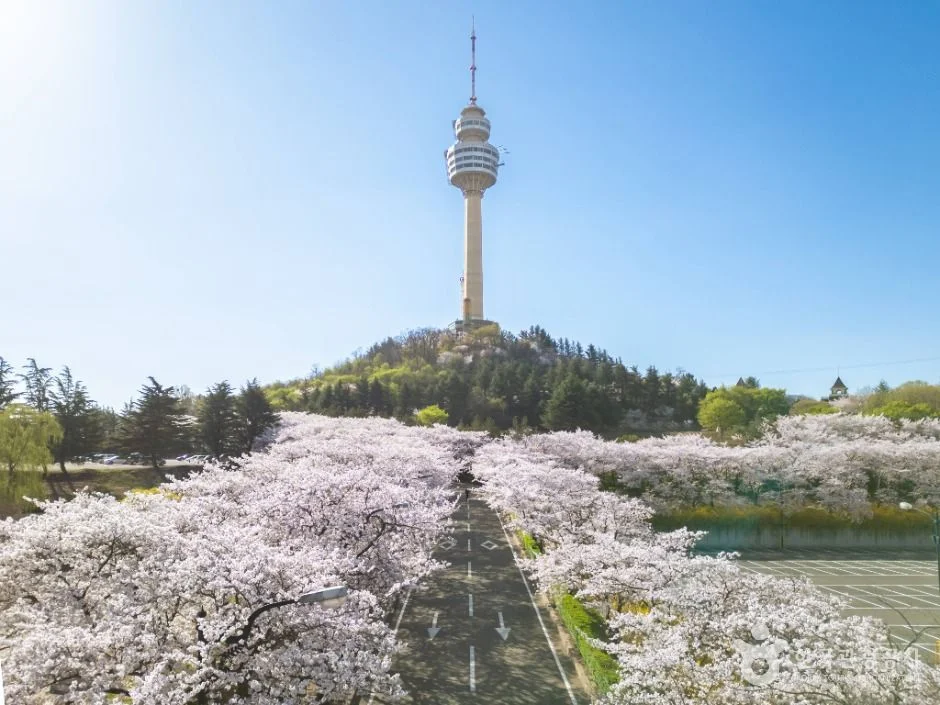 벚꽃이 핀 길 끝에 83타워가 보이는 풍경