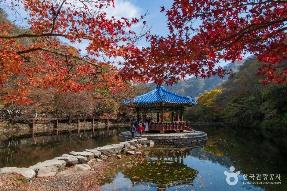 연못가 정자 주변을 붉게 물들인 내장산 단풍