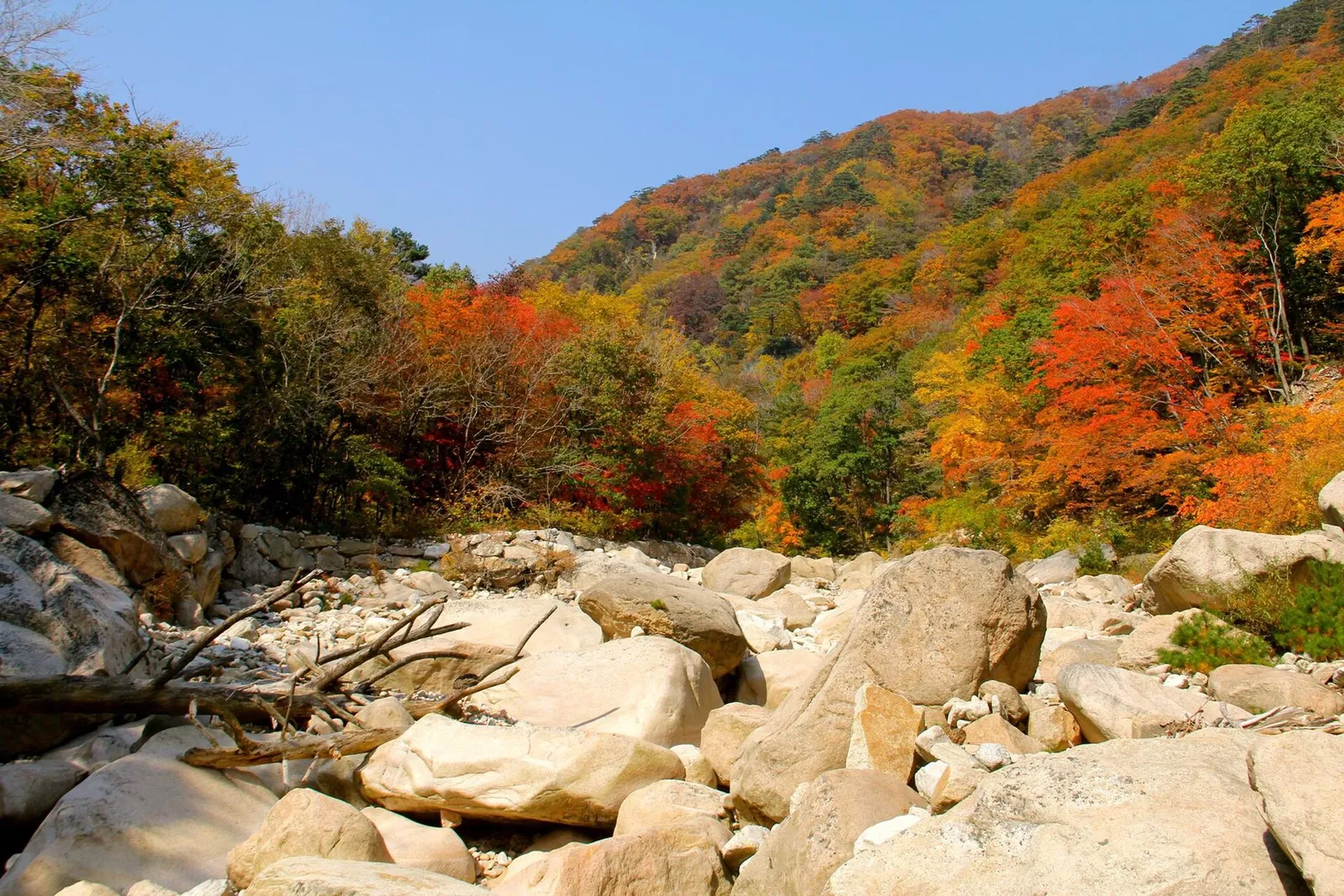설악산 계곡의 바위 하천 뒤로 붉고 노랗게 물든 단풍 산비탈이 펼쳐진 모습