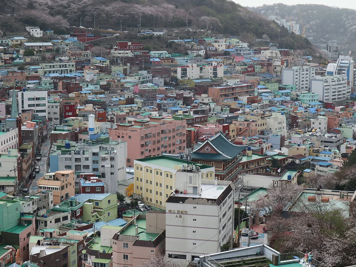 빽빽한 지붕과 기와지붕 건물 사이에 분홍빛 꽃이 핀 나무가 보이는 감천문화마을 일대