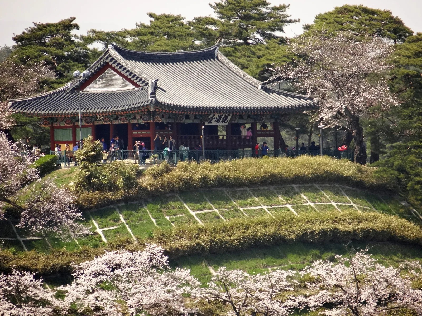 벚꽃이 핀 강릉 경포대 정자 전경