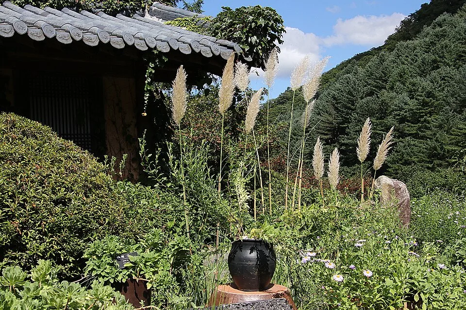 단풍과 억새가 어우러진 아침고요수목원 대감집 구역의 가을 풍경