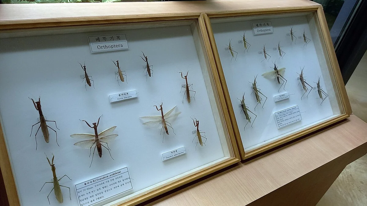 유리 액자에 전시된 곤충 표본