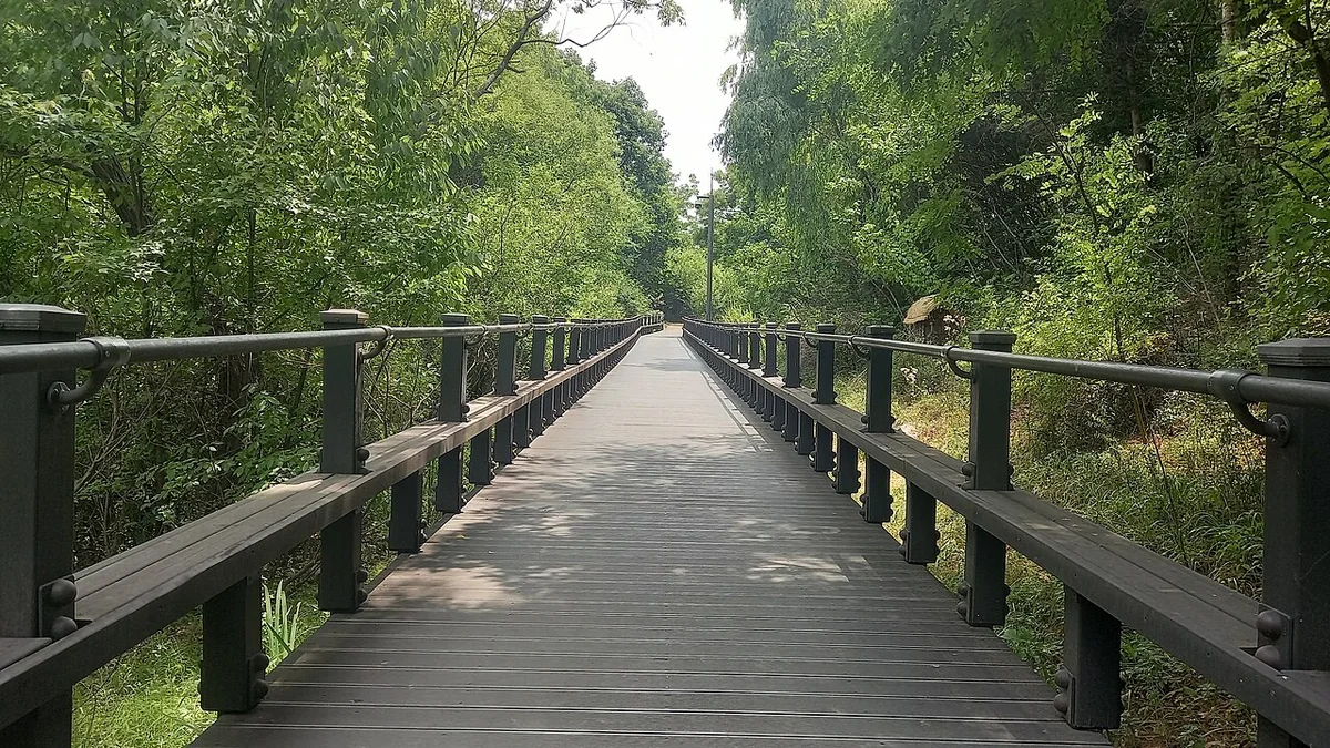 숲 사이로 길게 뻗은 나무 데크 산책로