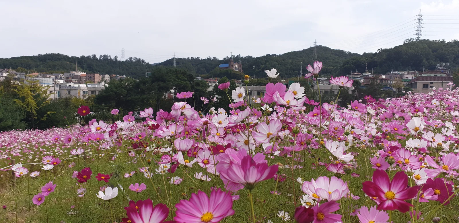 가을철 경주 일대에 넓게 펼쳐진 코스모스 꽃밭