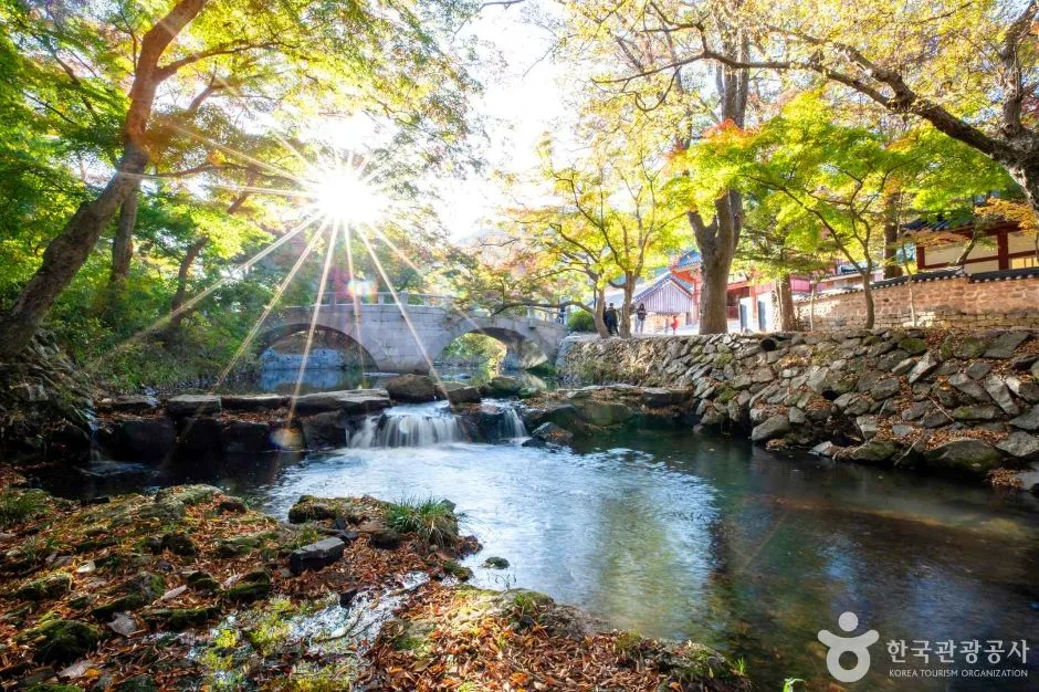 단풍 든 나무 사이로 햇살이 퍼지는 계곡물과 다리가 보이는 도솔천 일대