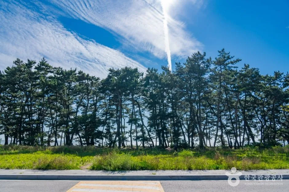 길게 늘어선 오래된 해송 숲과 그 앞의 잔디밭, 파란 하늘