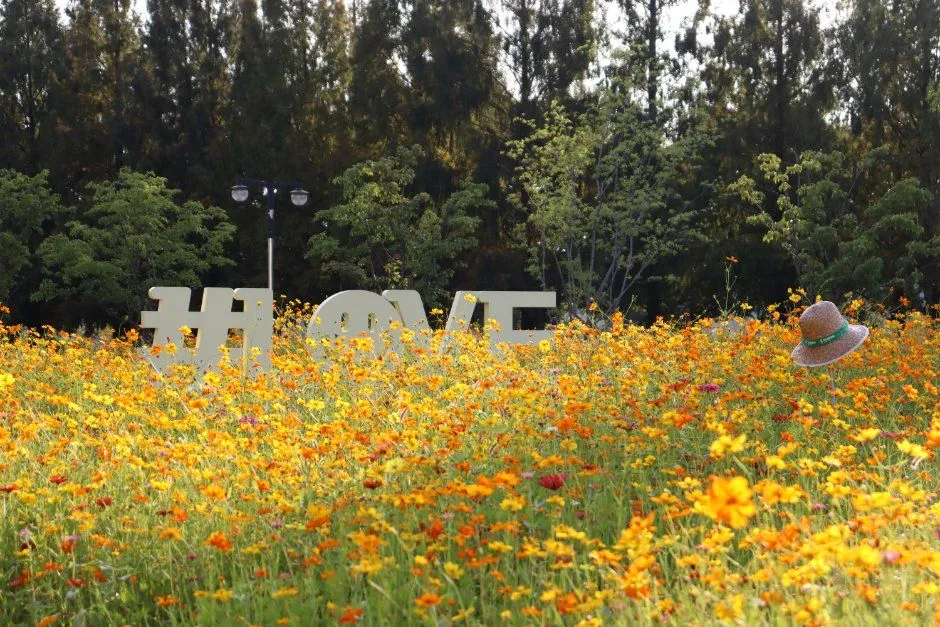 가을꽃축제 꽃밭에 코스모스가 피어 있고 뒤로 숲이 보이는 모습