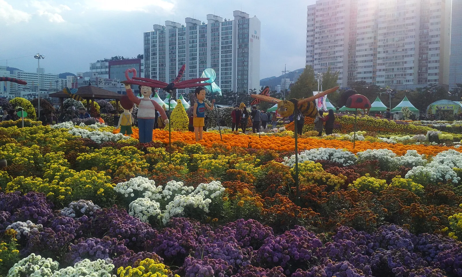 가을 국화 화단이 보라·주황·흰색으로 겹겹이 펼쳐진 국화축제 전경