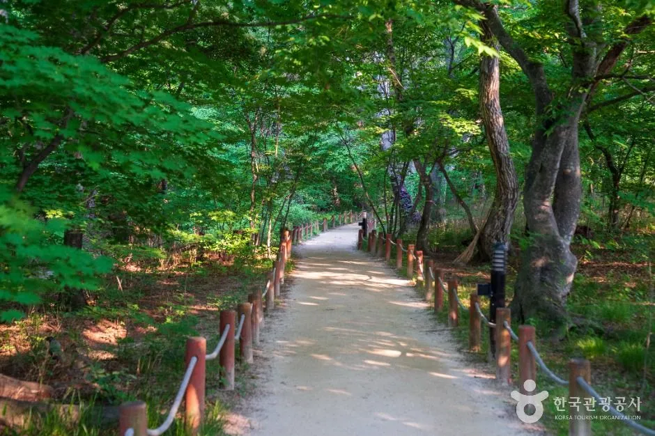 상림공원 숲 속 흙길 산책로