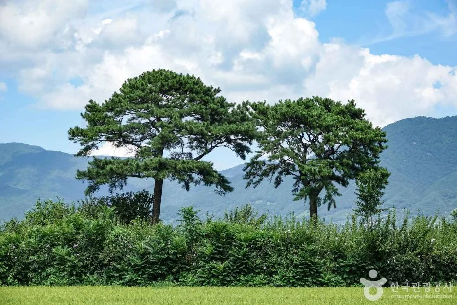 푸른 하늘 아래 가지를 넓게 뻗은 소나무와 산