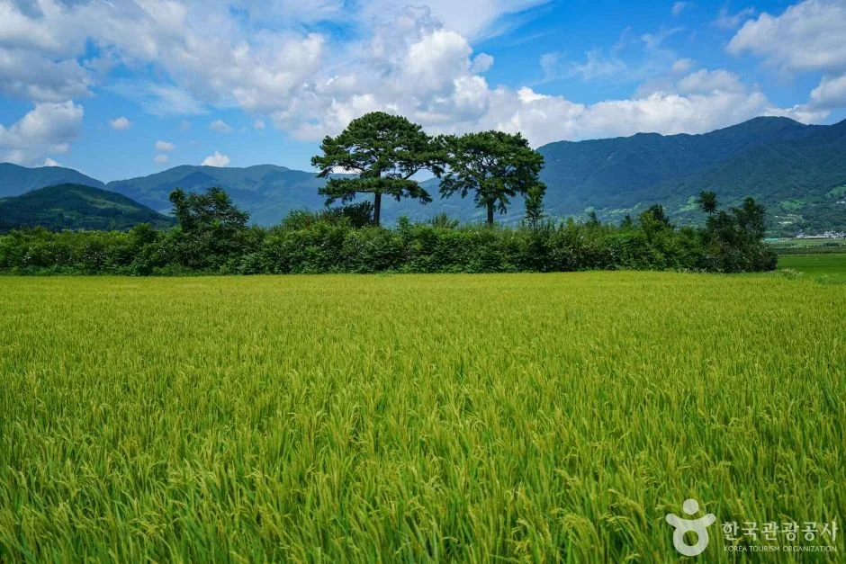 푸른 논 너머로 소나무 두 그루가 서 있고 뒤로 산이 이어지는 풍경