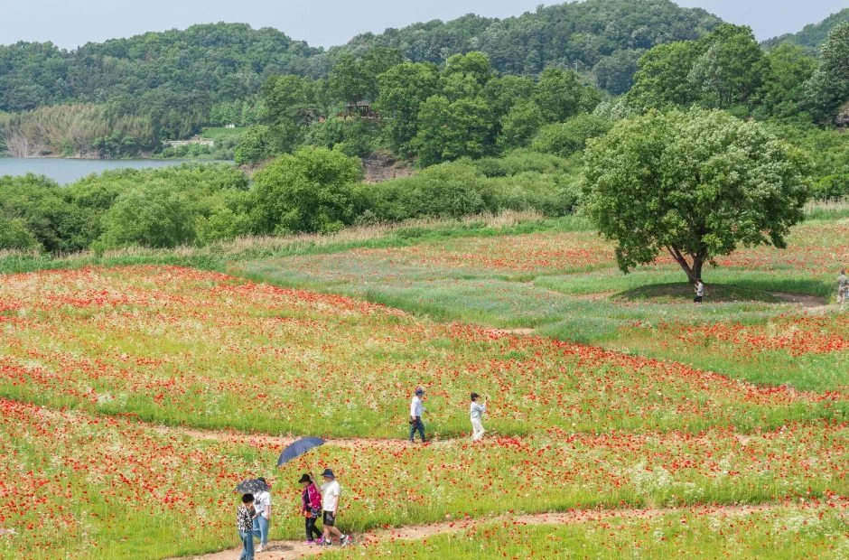 붉은 꽃이 핀 풀밭 사이로 나 있는 둑방 산책로와 큰 나무