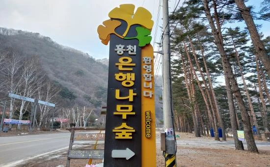 홍천 은행나무숲 입구에 세워진 안내 표지판. 은행잎 모양 조형물과 '홍천 은행나무숲 환영합니다' 문구가 보인다