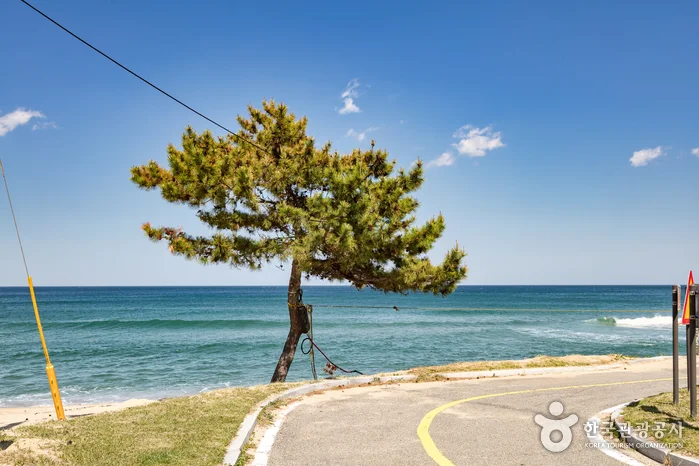 푸른 바다 옆 해안도로 곁에 소나무가 서 있는 해파랑길 42코스 사진