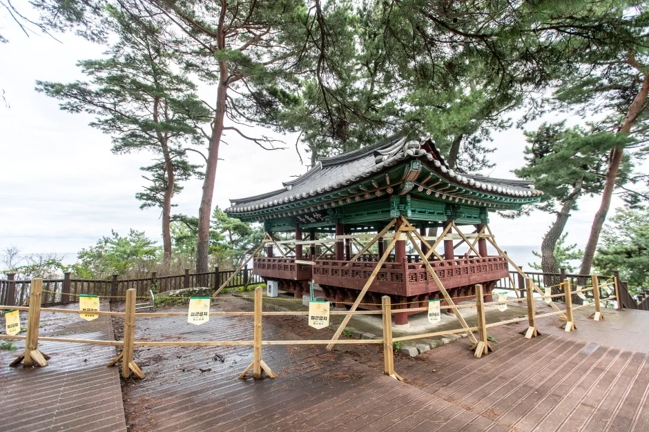 소나무 아래 목재 데크 위에 선 죽도정 정자