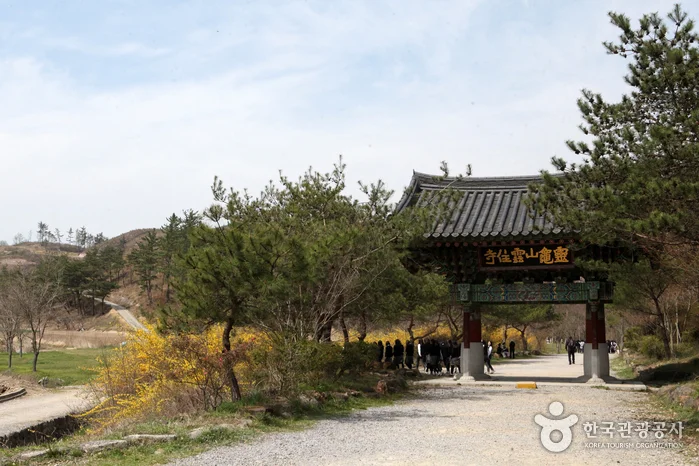 소나무와 개나리 꽃 사이로 일주문이 보이는 운주사 입구 길