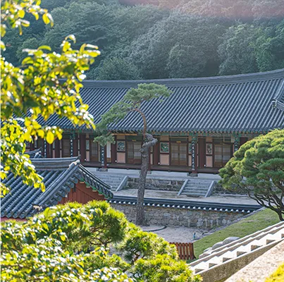 화엄사 전각 지붕과 소나무, 배경의 산자락이 어우러진 풍경