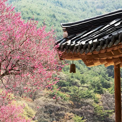 화엄사 각황전 옆 홍매화가 만개한 모습, 봄철에 촬영된 사진