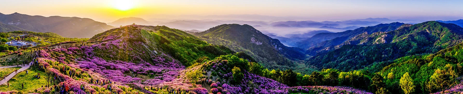 해돋이와 함께 붉게 물든 철쭉 능선