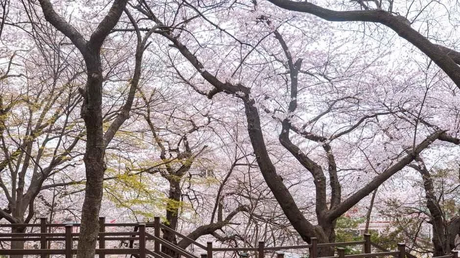 벚꽃이 핀 자유공원 산책로와 목재 난간