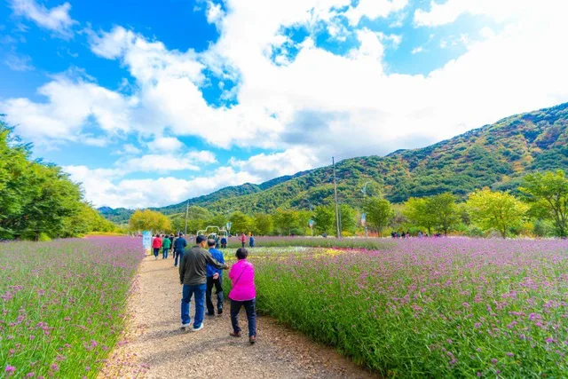 인제가을꽃축제 마편초 꽃밭 사이 산책로를 걷는 방문객들과 뒤로 펼쳐진 산줄기