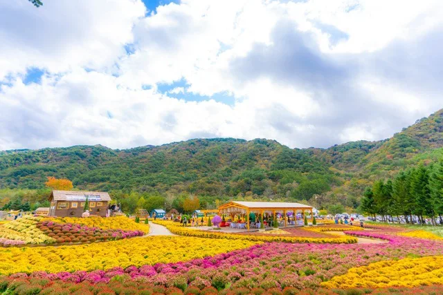 노란색과 분홍색 국화가 넓게 펼쳐진 인제가을꽃축제 행사장과 목조 파빌리온, 뒤로 보이는 산줄기